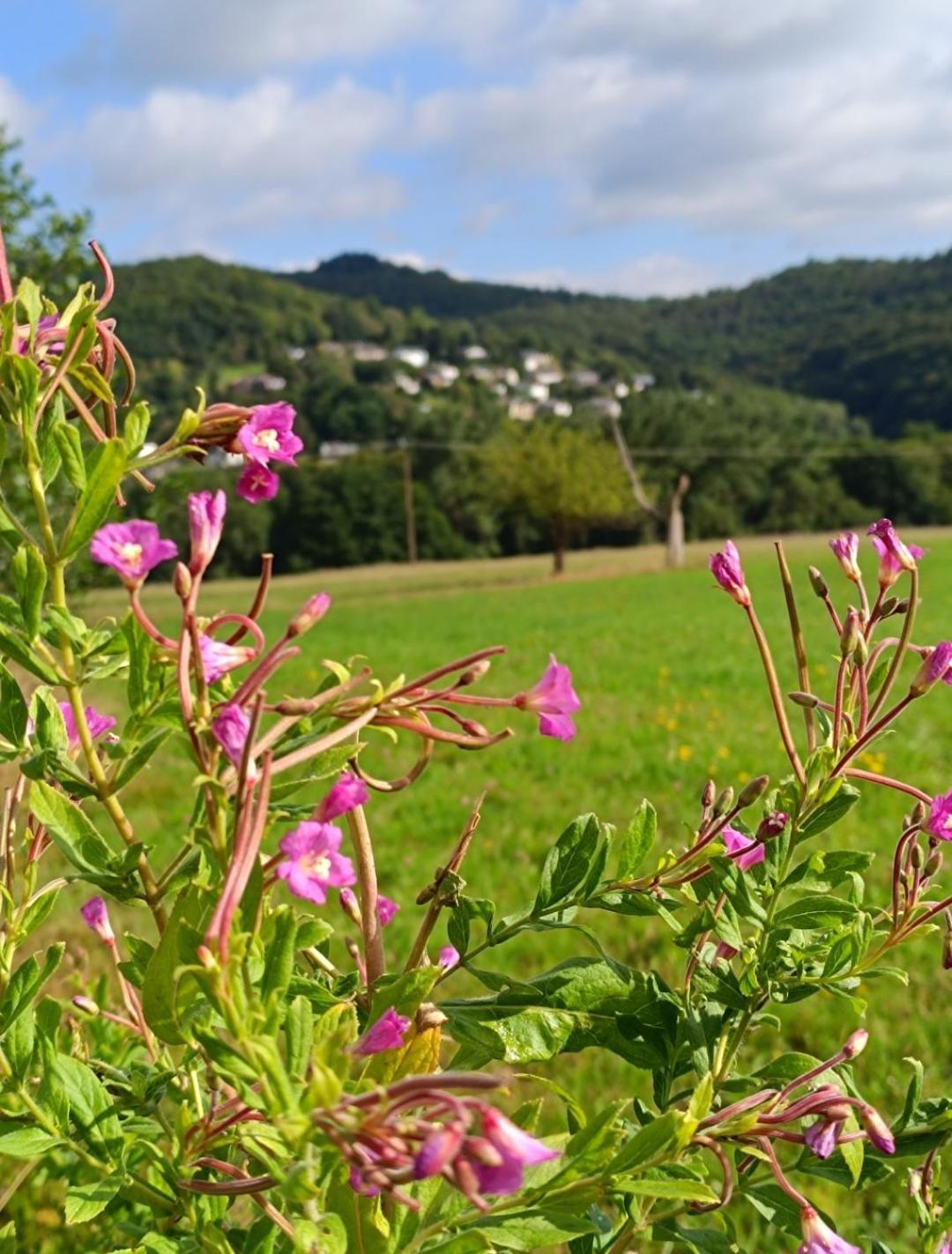 Ferienwohnung Zum Maerchenwald Bergfreiheit Extérieur photo